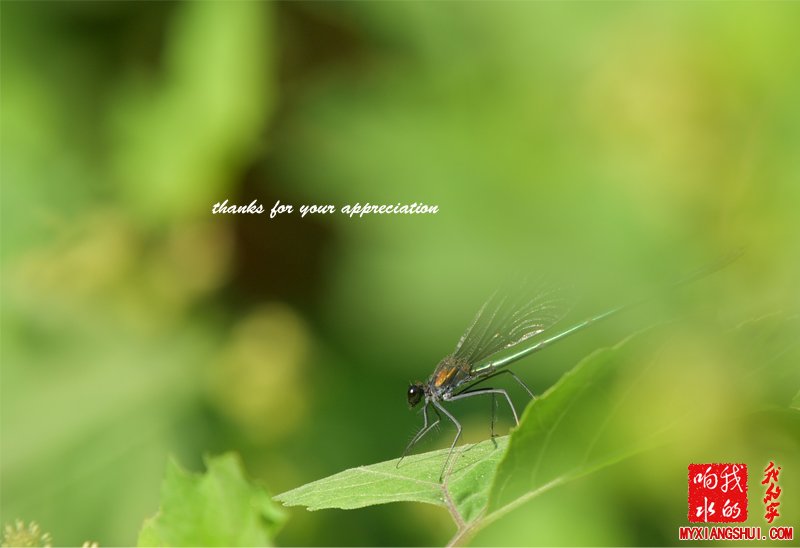 黑蜻蜓1.jpg