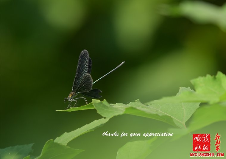 黑蜻蜓6.jpg
