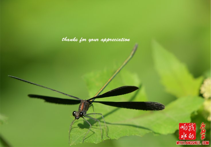黑蜻蜓5.jpg