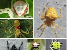 无奇不有！大自然八种最神奇的微笑蜘蛛